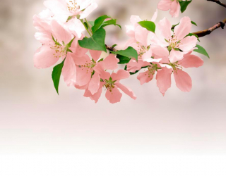 Фотообои Нежно-розовые цветки 3510