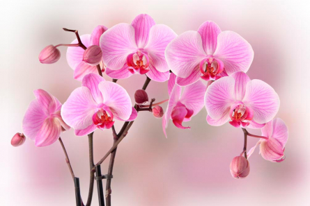 Фотообои Орхидеи розовых тонов