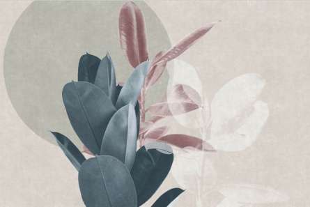 Фотошпалери фікуси дизайнерські Фотошпалери фікуси дизайнерські