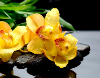 Фотообои Орхидея 11765
