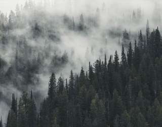 Фотообои Туманный лес 33105