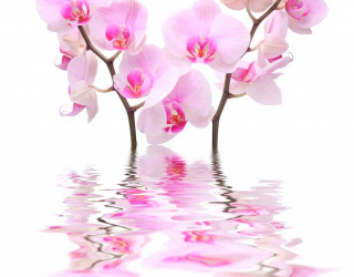 Фотошпалери Орхідеї біло-рожеві 8322
