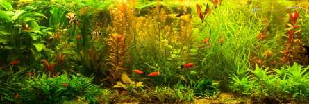 Фотошпалери акваріум Фотошпалери акваріум