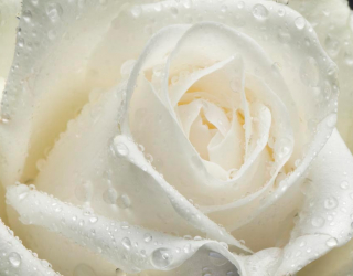 Фотошпалери Біла троянда крупним планом 10415