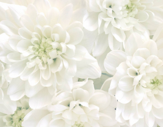 Фотообои Белые хризантемы 24453