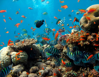 Фотошпалери Рибки в коралових рифах 0511