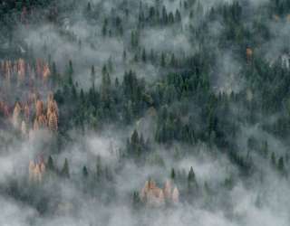 Фотообои Туманные сосны 33770