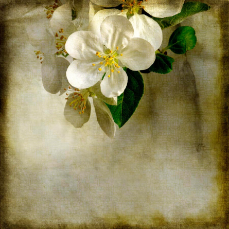 Фотообои Цветок вишни