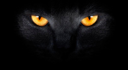 Фотообои Черная кошка