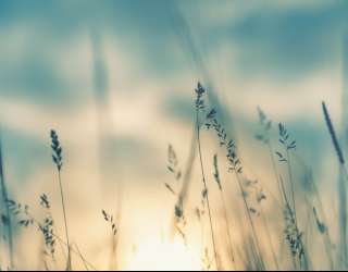 Фотообои Сухоцветы на закате 26574