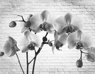 Фотошпалери Орхідея 19315
