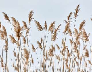 Фотообои Сухоцветы колоски 27149