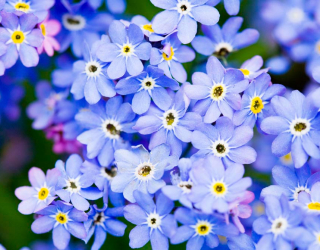 Фотошпалери Блакитні квіти весняні 6888