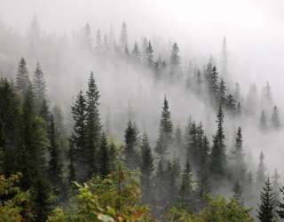 Фотообои Туманный лес 30136