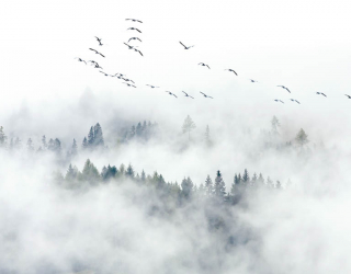 Фотообои Птицы над туманным лесом 22422