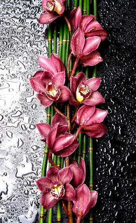 Фотообои Бордовые орхидеи