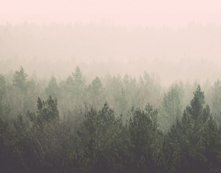 Фотообои лес и розовый туман 20841