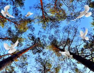 Фотошпалери Голуби в лісі 29162