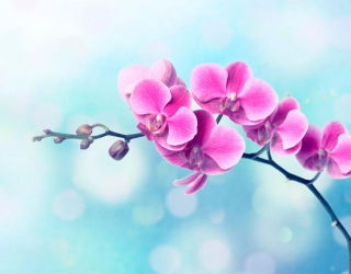 Фотообои Малиновое цветущее дерево 1373