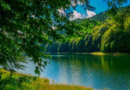 Фотообои зеленые деревья над рекой