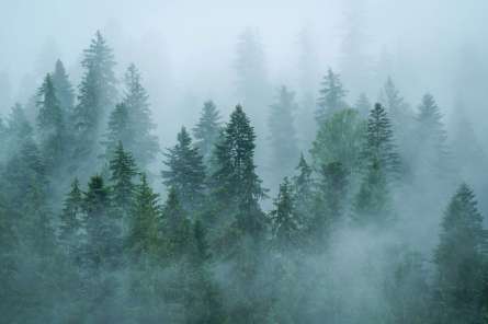 Фотообои Туман над лесом Фотообои Туман над лесом