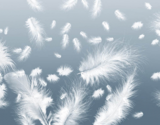 Фотообои Белые перья на голубом фоне 28638