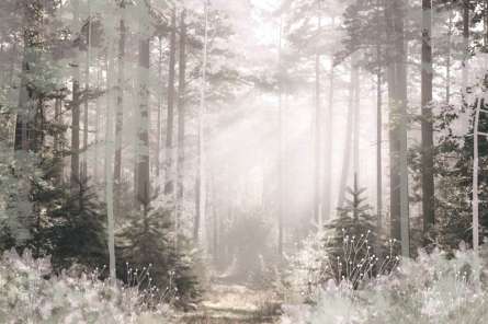 Фотошпалери дизайнерські дерева