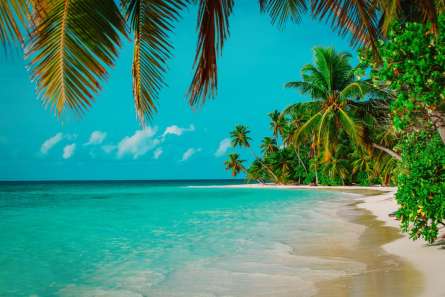 Фотообои много пальм над голубым морем