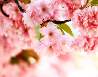 Фотошпалери Гілка ніжно-рожевих квітів 7500