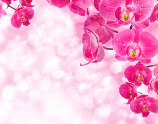 Фотошпалери Рожеві орхідеї і вода 10296
