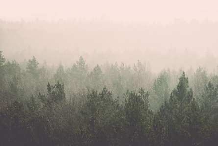 Фотошпалери ліс і рожевий туман Фотошпалери ліс і рожевий туман