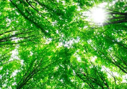 Фотошпалери Дерева, світло