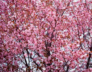 Фотообои Сакура в цвету 1099