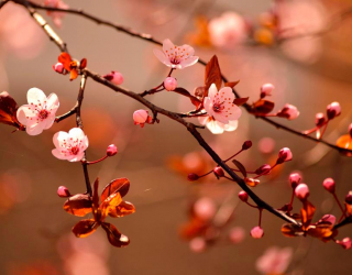 Фотообои Дерево вишни цветет 7358