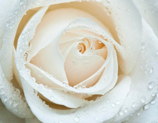 Фотошпалери Біла троянда макро-зйомка 10134