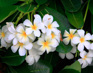 Фотошпалери Маленькі біленькі квіти 11430