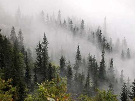 Фотообои Туманный лес