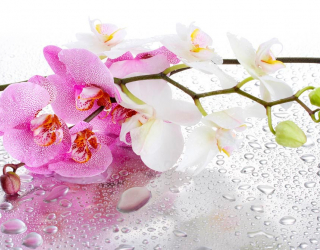 Фотообои Орхидеи розовые и белые 9521