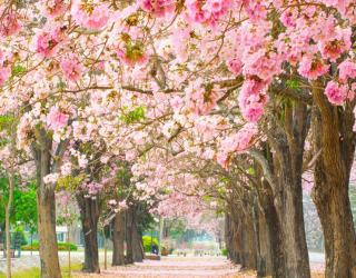 Фотообои аллея из розовых деревьев 20727