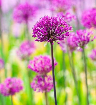 Фотообои Фиолетовые полевые цветы Фотообои Фиолетовые полевые цветы