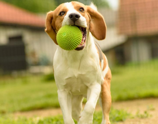 Фотообои собака с мячиком 21590