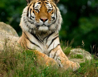 Фотообои Величественный тигр 7045