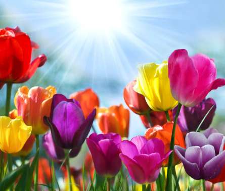 Фотообои Разноцветные тюльпаны Фотообои Разноцветные тюльпаны