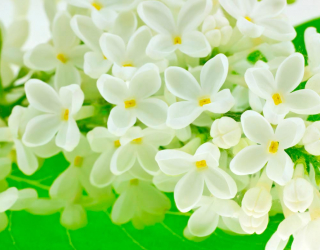 Фотошпалери Маленькі біленькі квіточки 8888