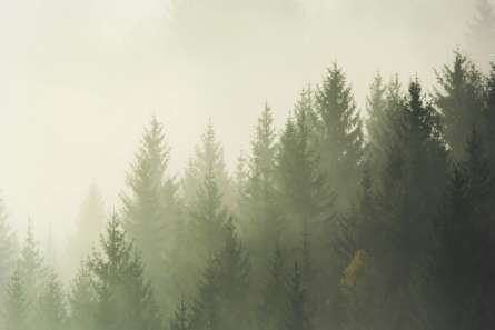 Фотообои Туманные ели