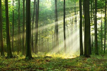 Фотообои солнечные лучи в лесу