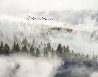 Фотообои Птицы над туманным лесом 27615