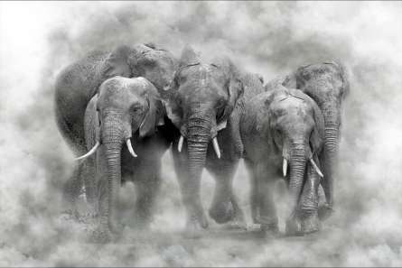 Фотошпалери слони Фотошпалери слони