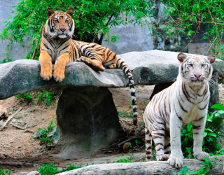 Фотообои Любознательные тигры 9847