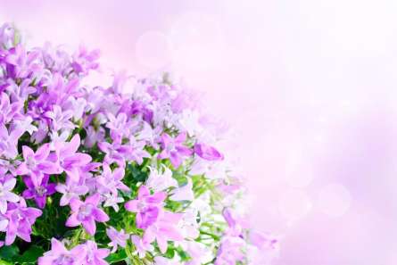 Фотошпалери Гілка бузку